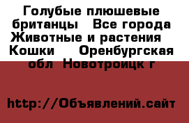 Голубые плюшевые британцы - Все города Животные и растения » Кошки   . Оренбургская обл.,Новотроицк г.